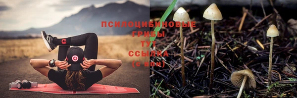 стаф Богородск