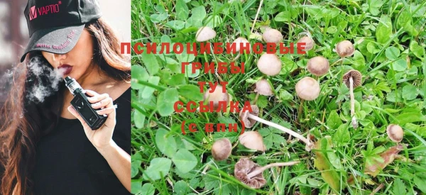PSILOCYBIN Богородицк